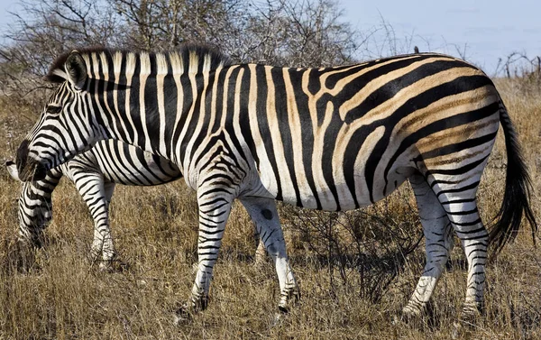 Zebralar Güney Afrika Daki Kruger Ulusal Parkı Nda Uzun Otların — Stok fotoğraf