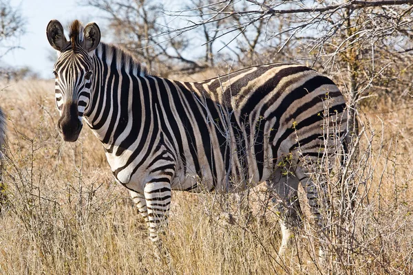 Zebra Putující Vysoké Trávě Kruger National Park Jižní Afrika — Stock fotografie