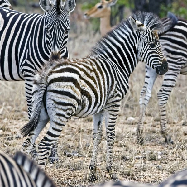 Pequeño Foal Con Zebras Parque Nacional Kruger Sudáfrica — Foto de Stock