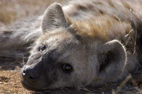 Bild Hyena Kruger National Park Sydafrika — Stockfoto