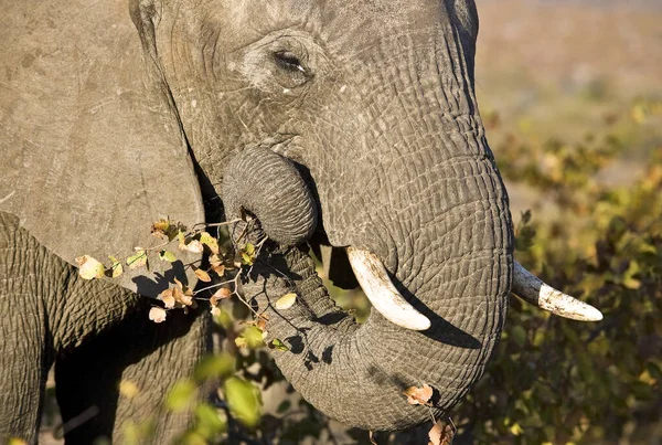 Blisko Zdjęcie Słonia Jedzącego Zieleninę Parku Narodowym Kruger Republika Południowej — Zdjęcie stockowe