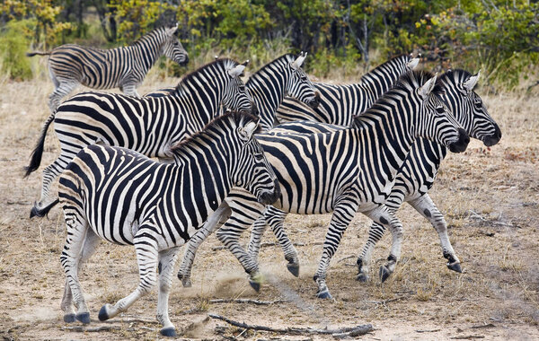 Zebras pack wandering in Kruger National Park, South Africa