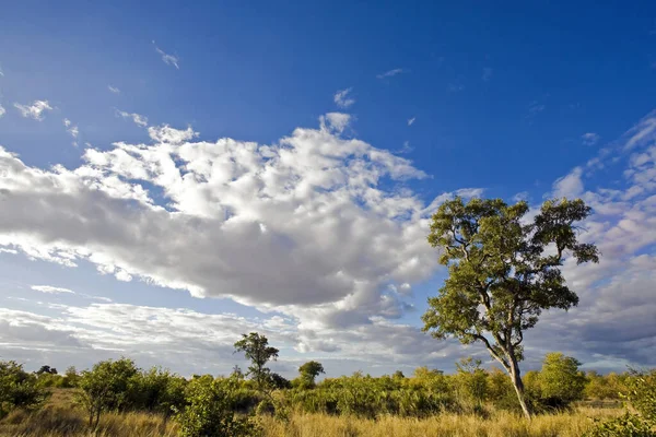 Afrikanskt Landskap Med Dramatiska Moln Kruger National Park Sydafrika — Stockfoto