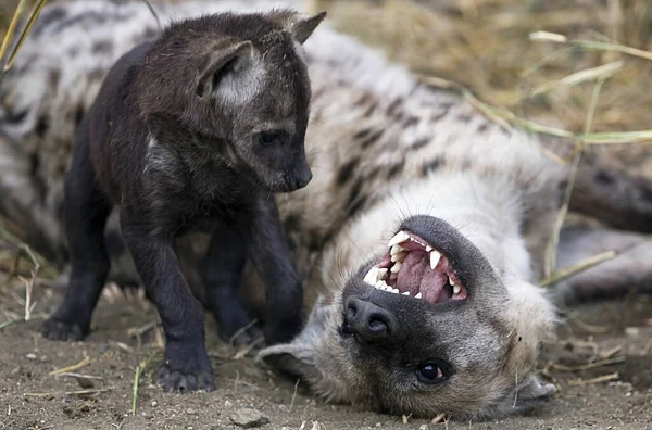Una Foto Hyena Jugando Con Cachorro Parque Nacional Kruger Sudáfrica —  Fotos de Stock