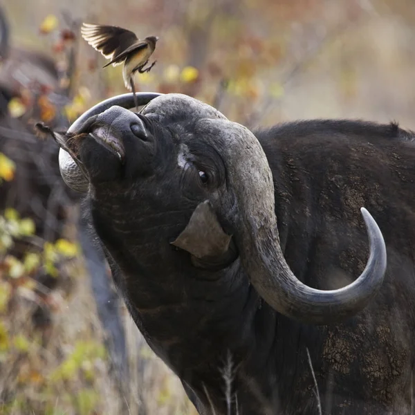 Afrikkalainen Puhveli Tai Cape Puhveli Kruger National Park Koillis Etelä — kuvapankkivalokuva
