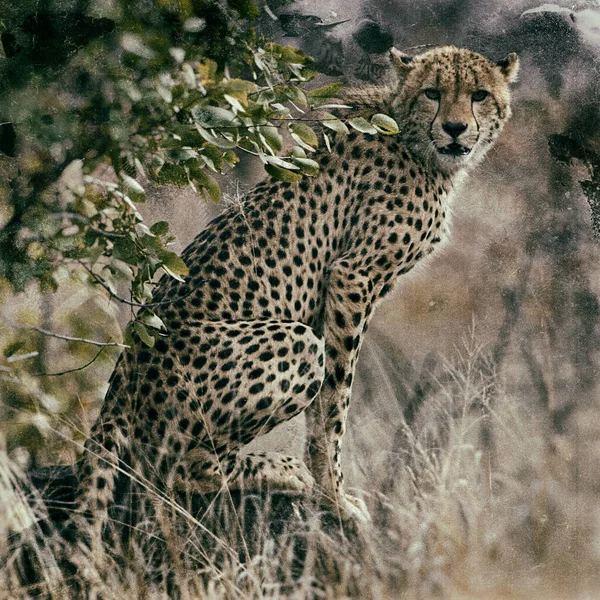 Ritratto Leopardo Nel Suo Habitat Naturale Nel Delta Dell Okavango — Foto Stock