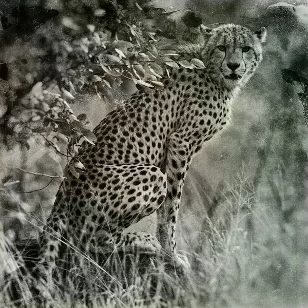 Cheetah Parque Nacional Kruger Noreste Sudáfrica — Foto de Stock