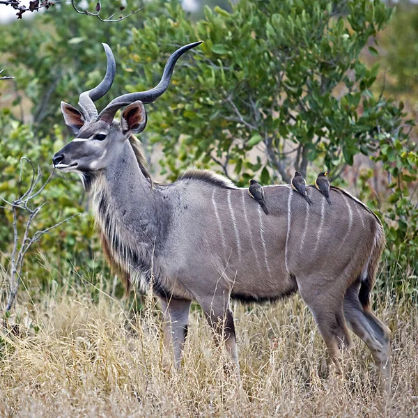 Ein Schwarzschwanzhirsch Der Savanne Kenias — Stockfoto