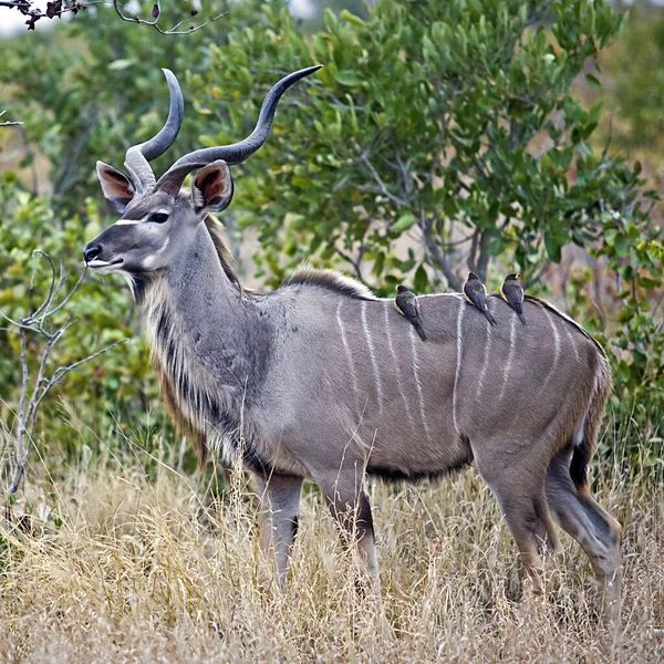 Ciervo Cola Negra Sabana Kenya — Foto de Stock