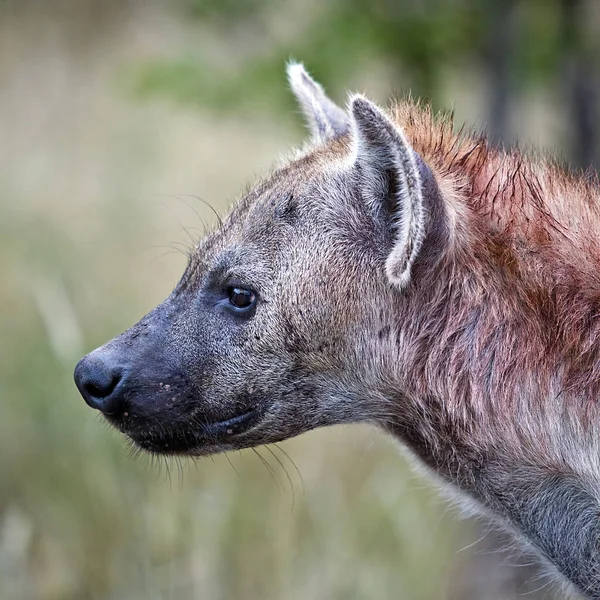 Obrázek Hyeny Národním Parku Kruger Jihoafrická Republika — Stock fotografie