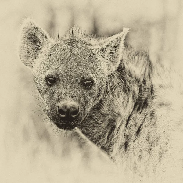 Hyena Képe Kruger Nemzeti Parkban Dél Afrika — Stock Fotó