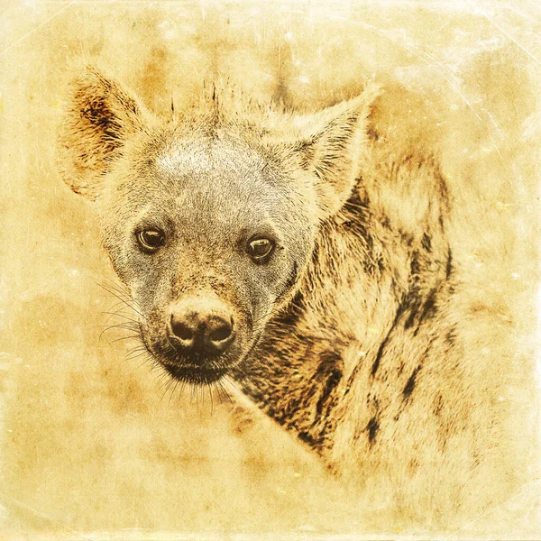 Une Photo Hyena Dans Parc National Kruger Afrique Sud — Photo