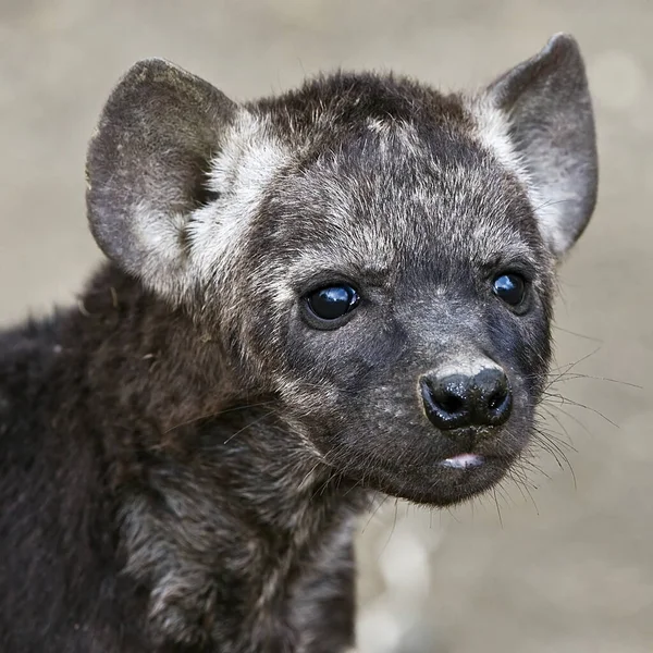 Portrait Ourson Hyena Dans Parc National Kruger Afrique Sud — Photo