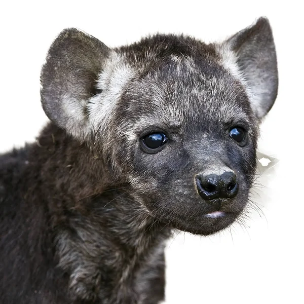 Ett Porträtt Hyena Cub Kruger National Park Sydafrika — Stockfoto