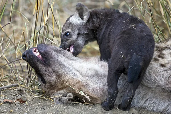 Μια Φωτογραφία Της Hyena Παίζει Μικρό Της Στο Εθνικό Πάρκο — Φωτογραφία Αρχείου