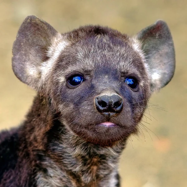 Retrato Peba Hyena Parque Nacional Kruger Sudáfrica —  Fotos de Stock