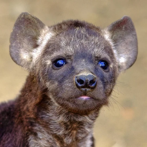 Ett Porträtt Hyena Cub Kruger National Park Sydafrika — Stockfoto