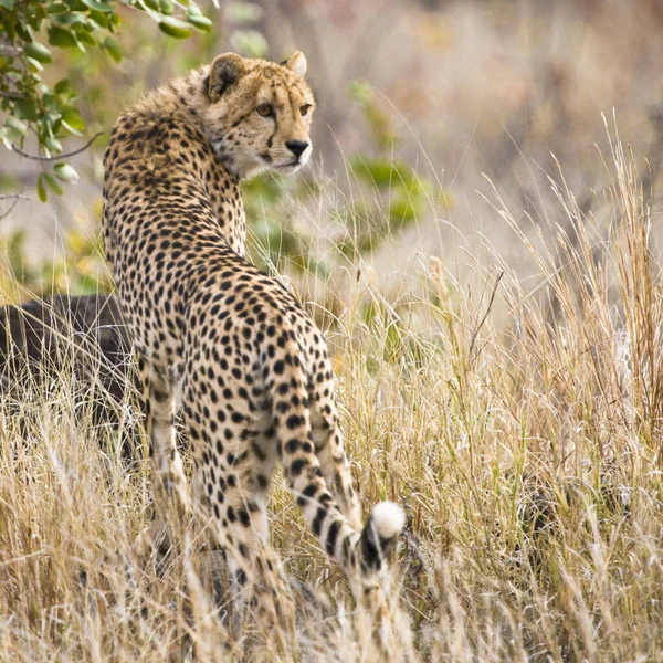 Guépard Dans Parc National Kruger Dans Nord Est Afrique Sud — Photo