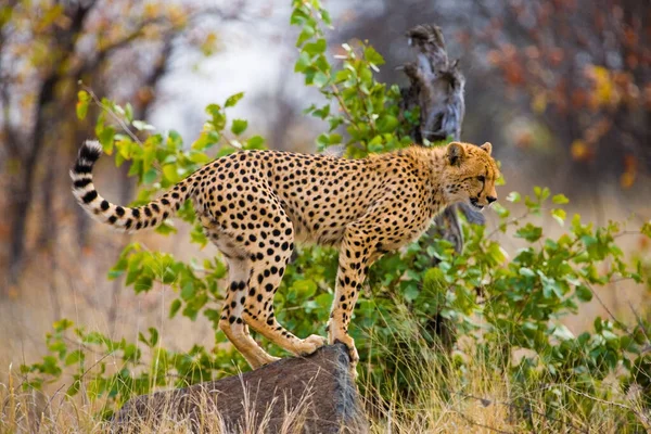 Güney Afrika Nın Kuzeydoğusundaki Kruger Ulusal Parkı Nda Çita — Stok fotoğraf
