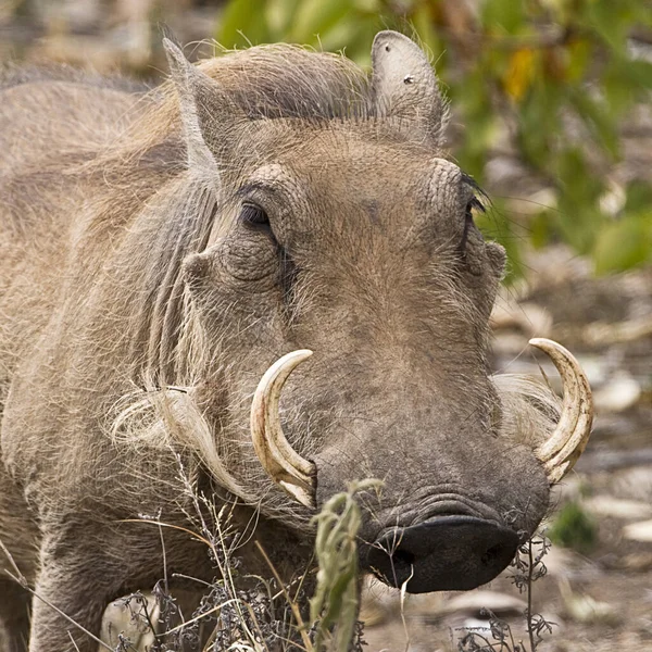 Bison Afro Américain Dans Savane — Photo