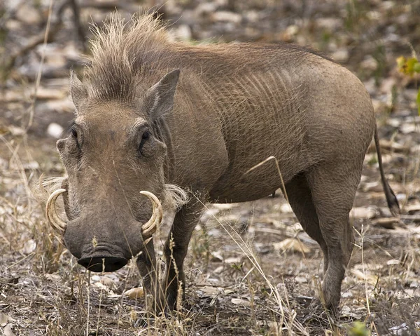 Bébé Veau Afro Américain Dans Herbe — Photo