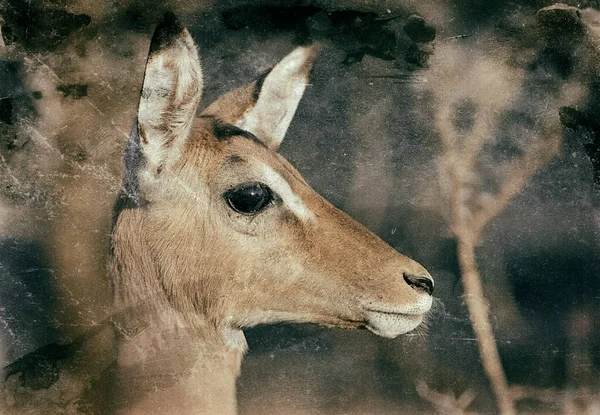Impala Antelopes Parque Nacional Kruger Sudáfrica —  Fotos de Stock