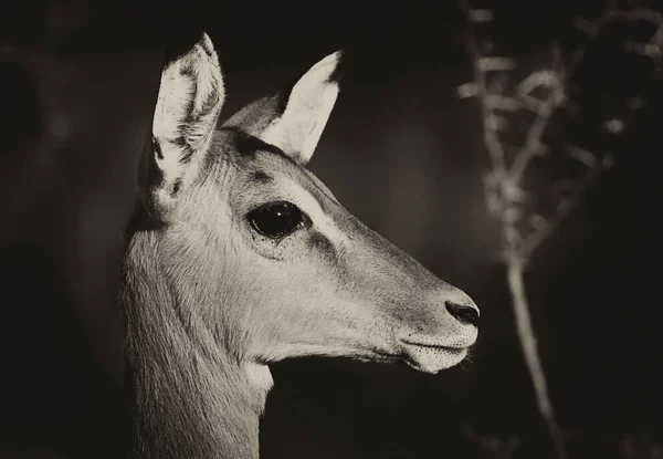 Impala Antelopes Národním Parku Kruger Jihoafrická Republika — Stock fotografie