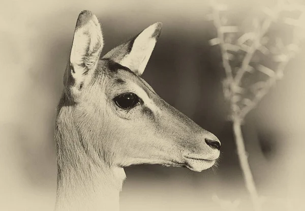 Impala Antelopes Parque Nacional Kruger África Sul — Fotografia de Stock