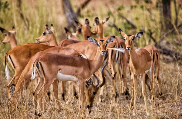 Impala Antilope Savanne Van Kenya — Stockfoto