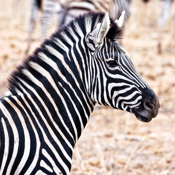 Close Schot Van Het Hoofd Van Een Zebra — Stockfoto