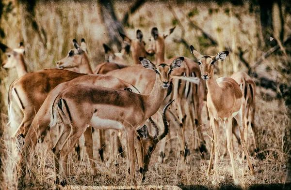 Africká Antilopa Savaně Keňské — Stock fotografie