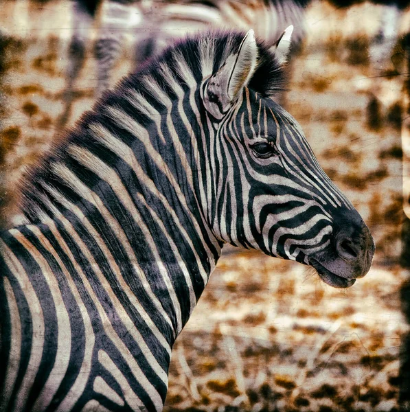 Sluit Het Schot Van Het Hoofd Van Een Zebra Verouderde — Stockfoto