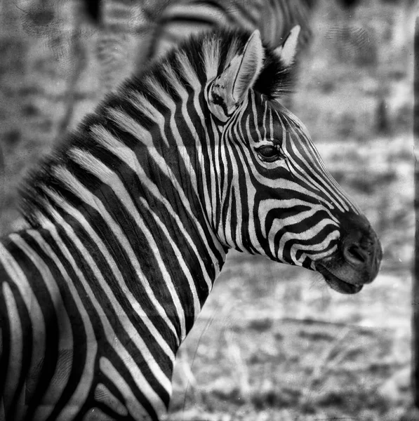 Feche Tiro Cabeça Uma Zebra Edição Foto Envelhecida — Fotografia de Stock