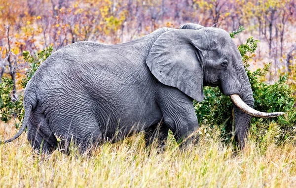 Imagem Elefante Andando Uma Grama Parque Nacional Kruger África Sul — Fotografia de Stock