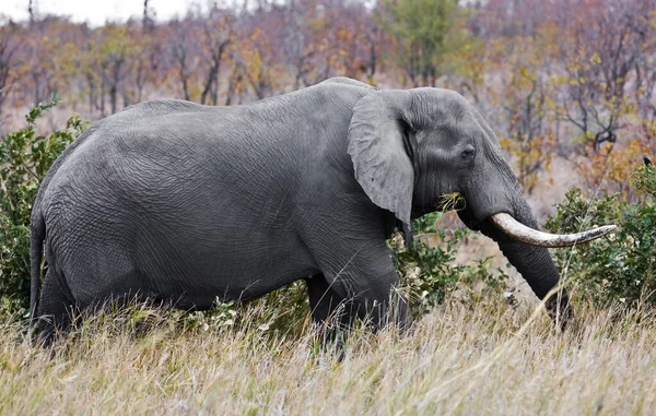 Bild Elefant Som Vandrar Ett Gräs Kruger Nationalpark Sydafrika — Stockfoto