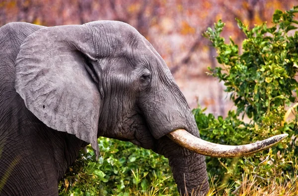 Blisko Zdjęcie Głowy Słonia Parku Narodowym Kruger Republika Południowej Afryki — Zdjęcie stockowe
