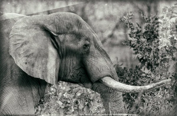 Tutup Gambar Kepala Gajah Taman Nasional Kruger Afrika Selatan — Stok Foto