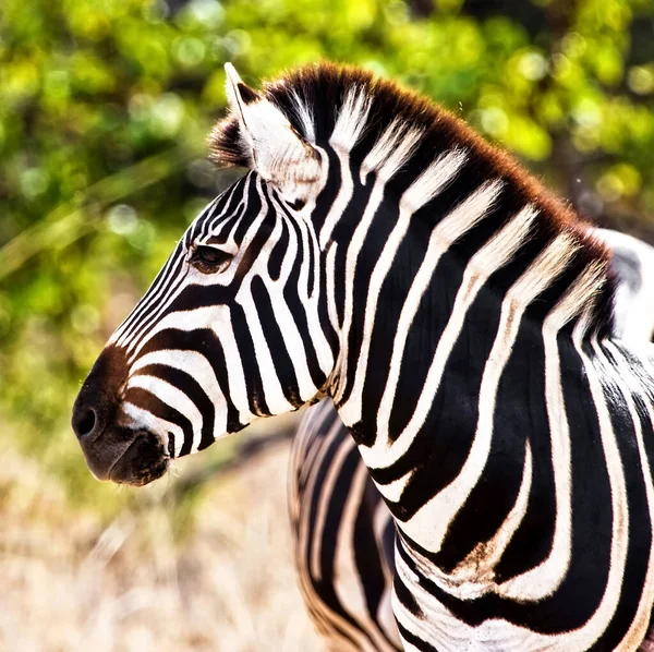 Nahaufnahme Des Kopfes Eines Zebras Mit Natürlichem Hintergrund — Stockfoto