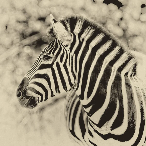 Close Shot Zebra Head Natural Background Aged Photo Edit — Stock Photo, Image