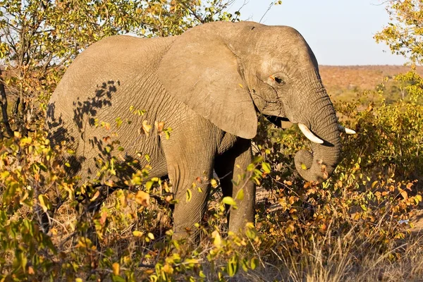 Φωτογραφία Ενός Νεαρού Ελέφαντα Που Στέκεται Θάμνους Στο Εθνικό Πάρκο — Φωτογραφία Αρχείου