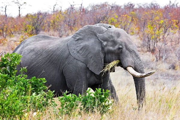 Уявіть Собі Слона Який Їсть Траву Національному Парку Крюґер Пар — стокове фото