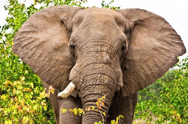 Bild Elefant Kruger Nationalpark Sydafrika — Stockfoto