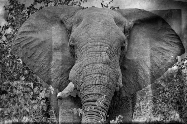 Egy Elefánt Képe Dél Afrikai Kruger Nemzeti Parkban Régi Fénykép — Stock Fotó