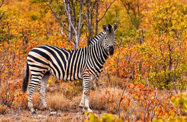 Imagem Uma Única Zebra Com Fundo Natureza Colorido Brilhante — Fotografia de Stock