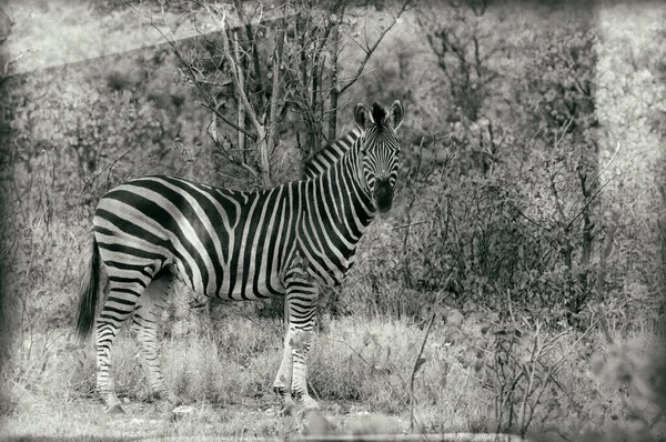 一只斑马的图片 有着明亮的自然背景 黑白相间的复古效果 — 图库照片