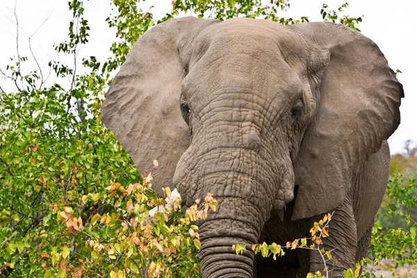 Picture Elephant Kruger National Park South Africa — Stock Photo, Image