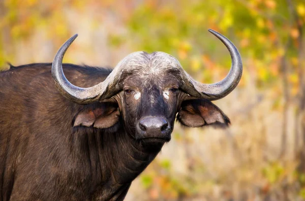 Búfalo Africano Búfalo Del Cabo Parque Nacional Kruger Noreste Sudáfrica —  Fotos de Stock