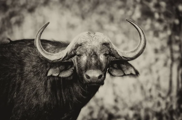 南非东北部克鲁格国家公园的非洲水牛或水牛角 — 图库照片