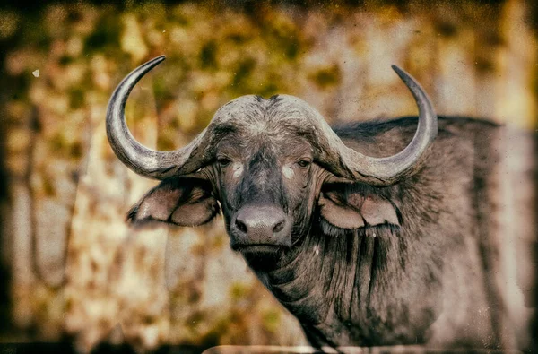 Kuzey Afrika Daki Kruger Ulusal Parkı Nda Afrika Bufalosu Bufalo — Stok fotoğraf