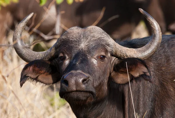 Búfalo Africano Búfalo Del Cabo Parque Nacional Kruger Noreste Sudáfrica —  Fotos de Stock